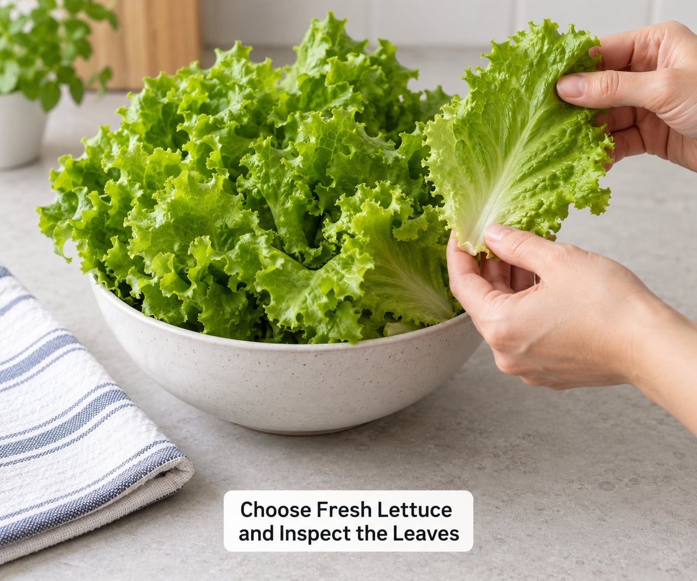 Choose Fresh Lettuce and Inspect the Leaves